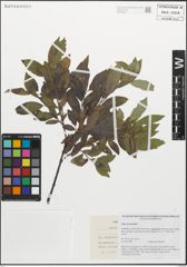 Foto von Salix myrsinifolia Salisb.